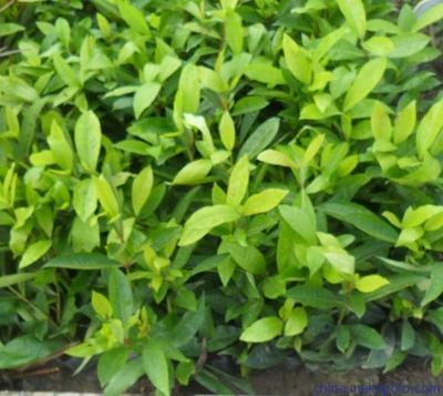 供應(yīng)東莞園林公司長期供應(yīng)苗木圖片,供應(yīng)東莞園林公司長期供應(yīng)苗木圖片大全,廣東華美霖園林實業(yè)-