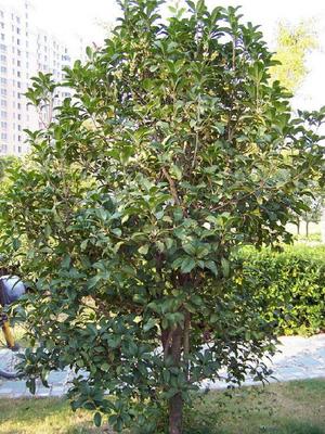 廣東華美霖園林實業(yè)