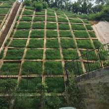  湖南新天地園林綠化實業(yè)公司 主營 各種花圃苗木 玉蘭樹