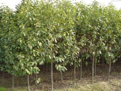 河南北方園林綠化實業