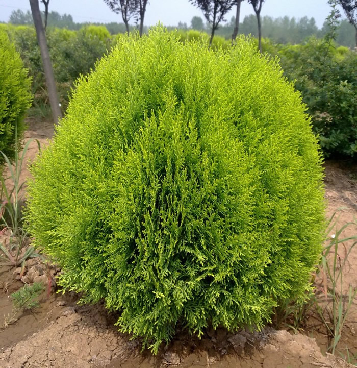 _河南灑金柏_河南開元園林生態(tài)實業(yè)