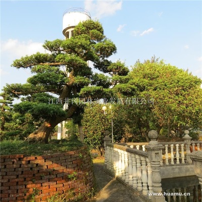 【羅漢松供應(yīng)|精品苗木、工程苗木江西井岡園林實(shí)業(yè)發(fā)展商鋪