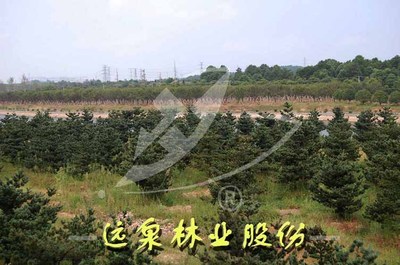 直生五針?biāo)蓔直生五針?biāo)蓛r(jià)格-江西遠(yuǎn)泉實(shí)業(yè)集團(tuán)公司-中華園林網(wǎng)