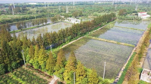 國慶將部分開放 長興島郊野公園的花溪湖游客中心提質升級完成